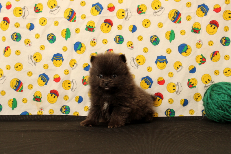 puppy, for, sale, Pomeranian, Matthew B. Stoltzfus, dog, breeder, Gap, PA, dog-breeder, puppy-for-sale, forsale, nearby, find, puppyfind, locator, puppylocator, aca